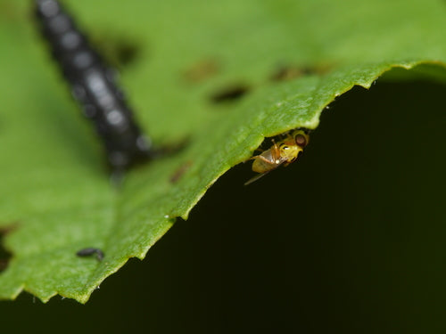 Weg met stengelvliegen — Bild 5