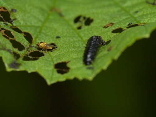 Weg met stengelvliegen — Bild 3