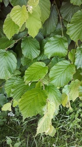 hazelnoot — Bild 5