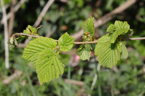 hazelnoot — Bild 4
