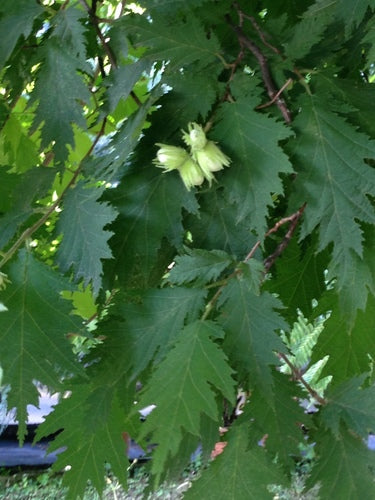hazelnoot — Bild 2