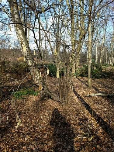 hazelnoot — Bild 3
