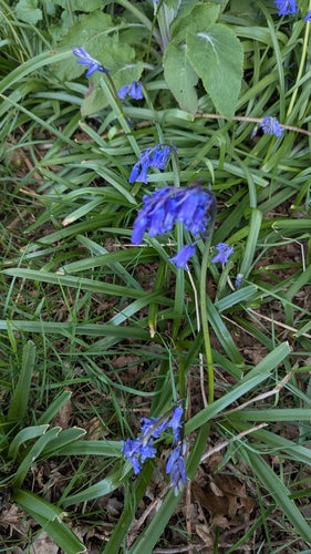 Grasklokjes — Bild 5