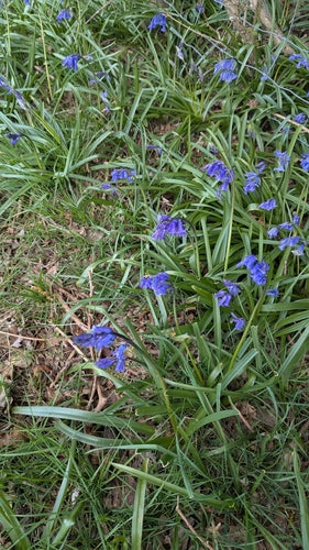 Grasklokjes — Bild 4