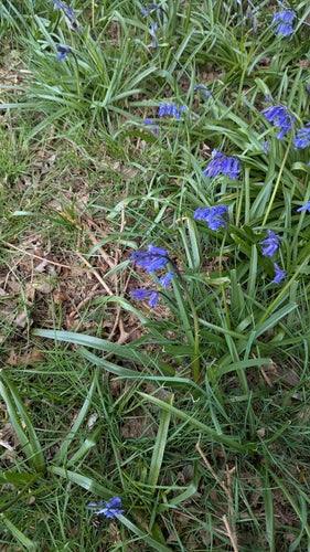 Grasklokjes — Bild 2