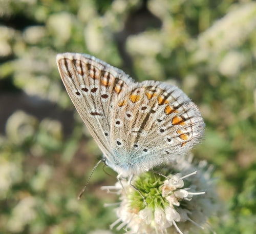 Hauhechel Blauwling — Bild 2