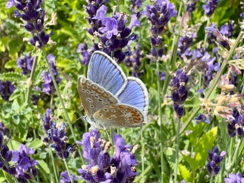 Hauhechel Blauwling — Bild 5