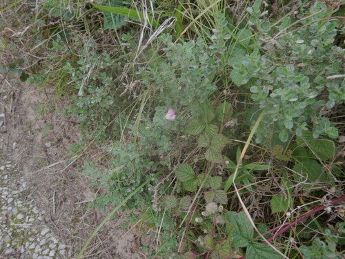 Hauhechel — Bild 5
