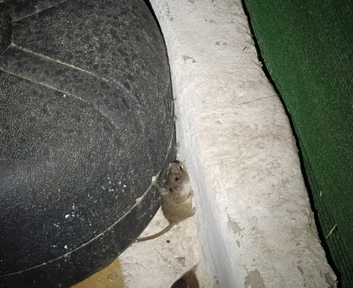 huis muis — Bild 2