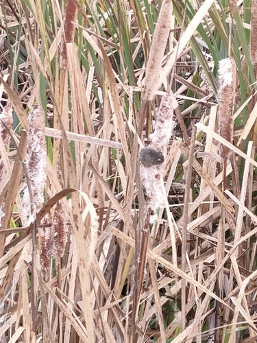 huis muis — Bild 3