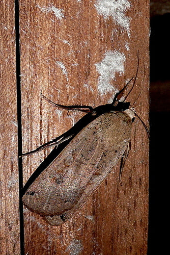 Huismoeder Caterpillar In Het Appartement — Bild 5