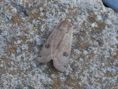 Huismoeder Caterpillar In Het Appartement — Bild 4