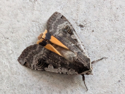 Huismoeder Caterpillar In Het Appartement — Bild 3