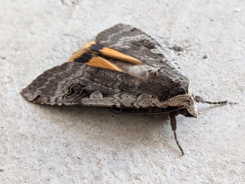 Huismoeder Caterpillar In Het Appartement — Bild 2