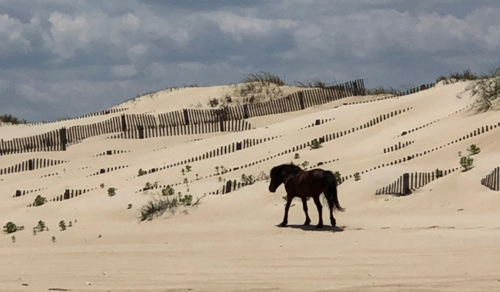 Binnenlandse paard — Bild 2