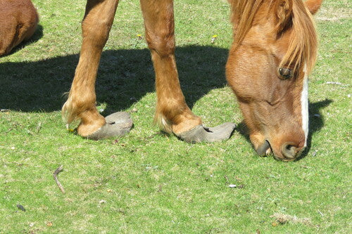 Binnenlandse paard — Bild 4