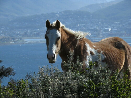 Binnenlandse paard — Bild 5