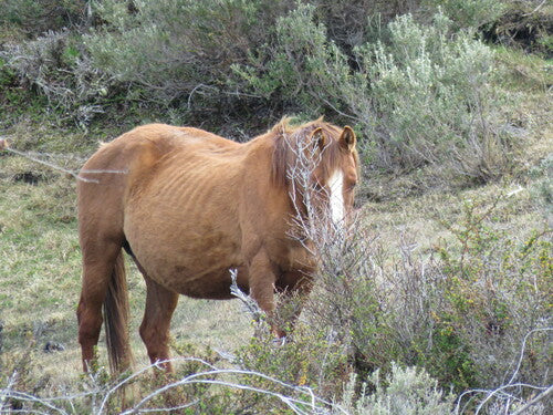 Binnenlandse paard — Bild 3