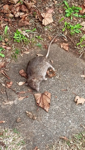 binnenlandse rat — foto 4 van 50