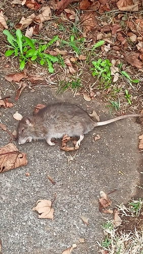 binnenlandse rat — foto 3 van 50
