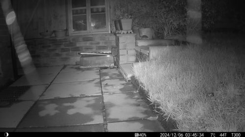 binnenlandse rat — foto 1 van 50