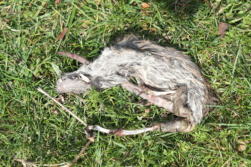binnenlandse rat — foto 5 van 50
