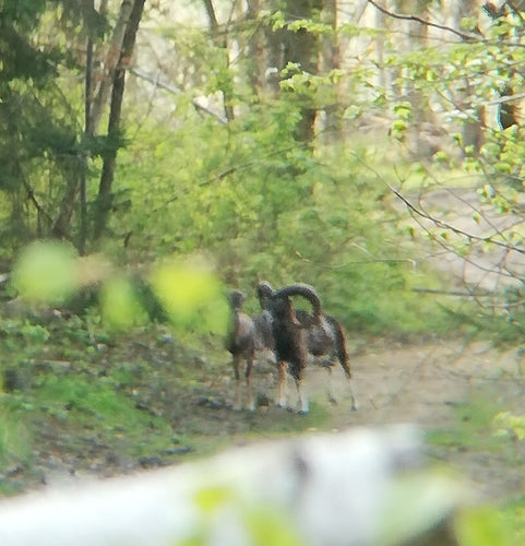 binnenlandse schapen — Bild 3