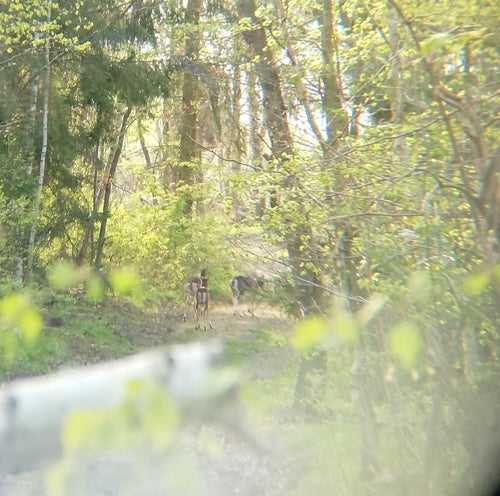 binnenlandse schapen — Bild 2