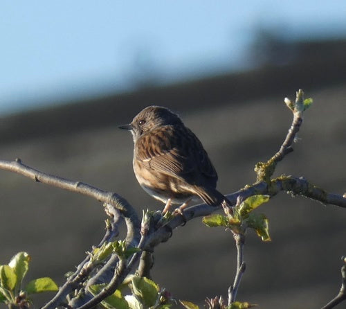 Dunnock — Bild 1