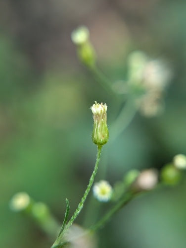 Heide kruiden — Bild 2