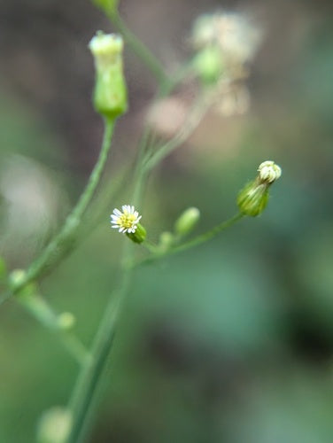 Heide kruiden — Bild 3