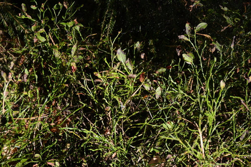 Bosbes — Bild 3