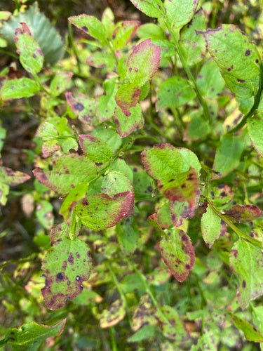 Bosbes — Bild 5