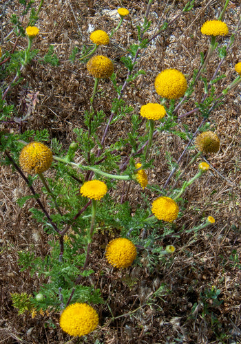 Heilig kruid — Bild 5