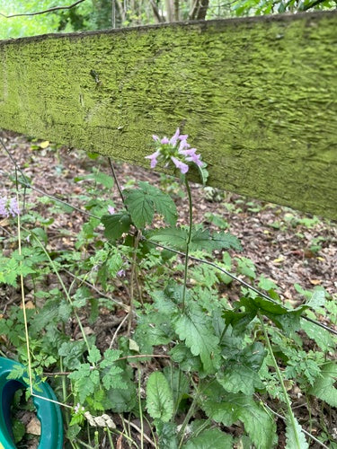 Genezende schil — foto 2 van 8