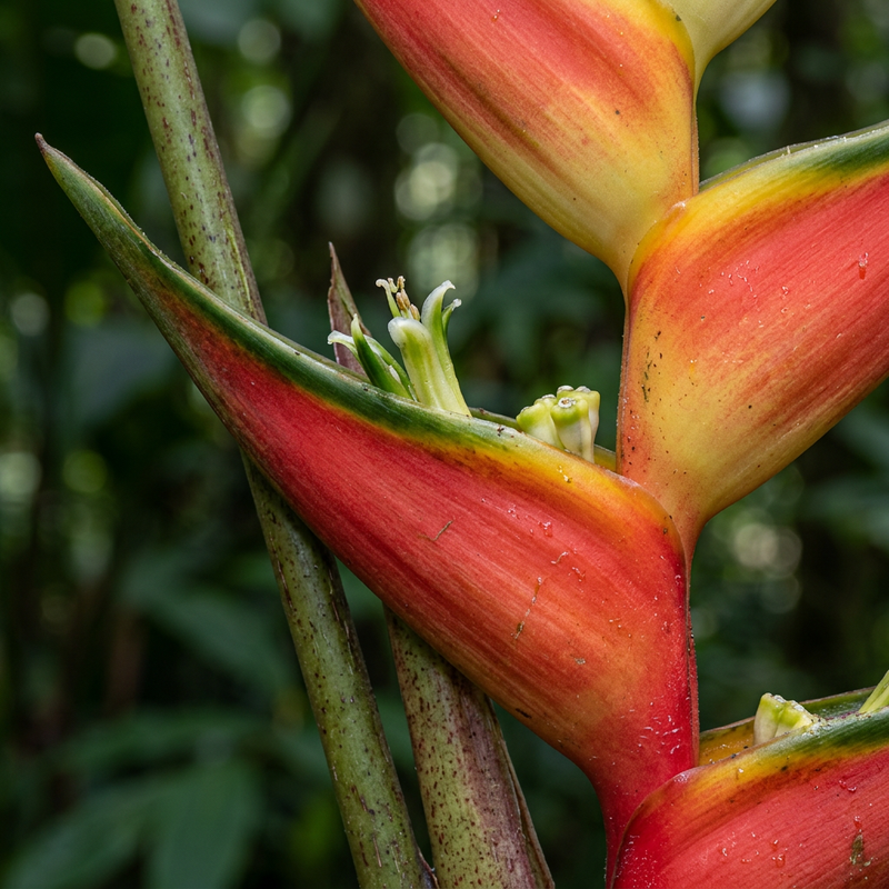 Helikonie (Heliconia), AI-illustratie