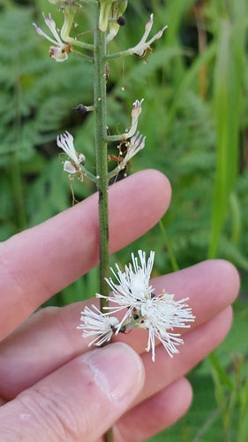 Zilveren herfstkaars — Bild 1