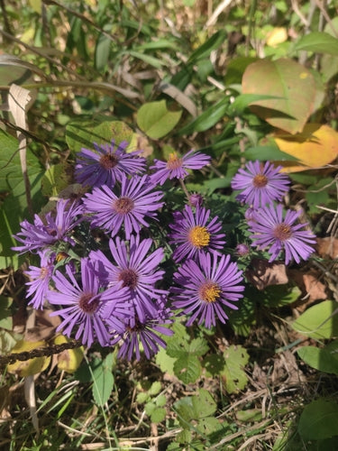 Herfst aster — Bild 5