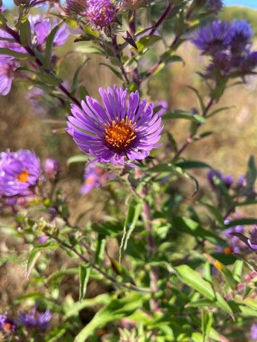 Herfst aster — Bild 3