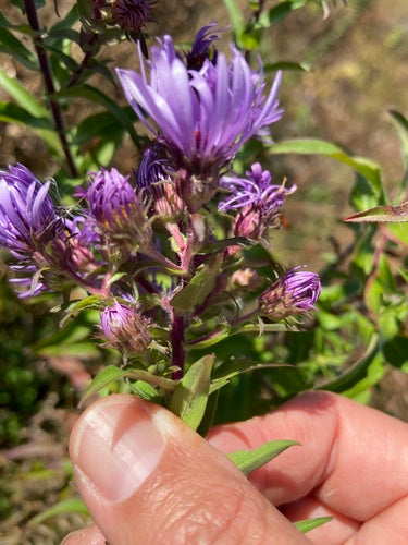 Herfst aster — Bild 2