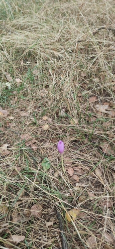 Herfst krokus — Bild 5