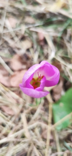 Herfst krokus — Bild 4