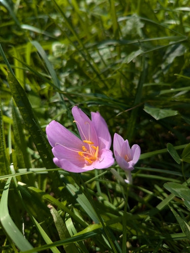 Herfst krokus — Bild 2