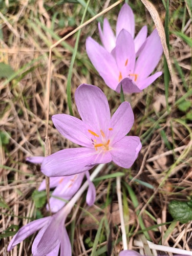 Herfst krokus — Bild 1