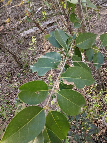Hemels bamboe — Bild 4