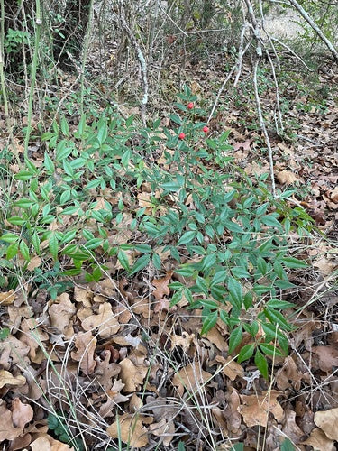 Hemels bamboe — Bild 2