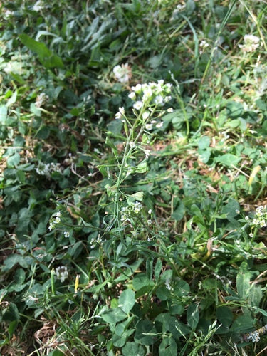 Herderstas — Bild 5