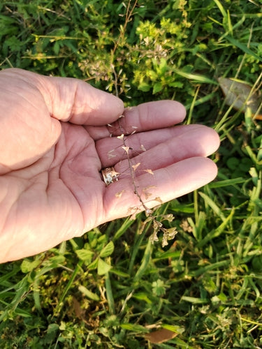 Herderstas — Bild 4