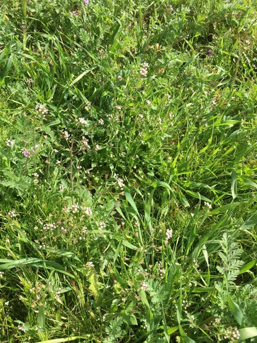 Herderstas — Bild 2