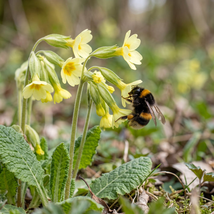 Blüte von Hohe Schlüsselblume (Primula elatior) in Nahaufnahme (KI-generiert)
